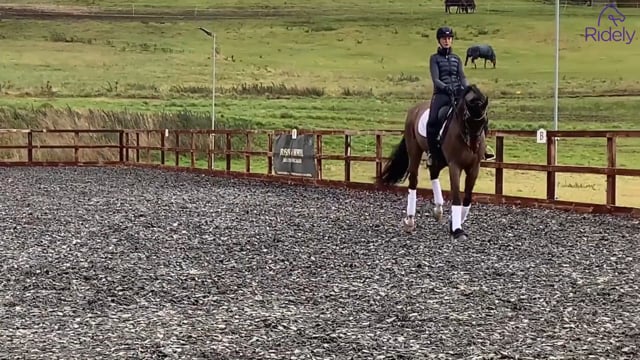 Preparing for the canter pirouette
