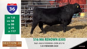 Lot #36 - S 16 MA RENOWN 8305