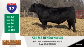 Lot #37 - S16 MA RENOWN 8307