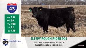 Lot #43 - SLEEPY ROUGH RIDER 905