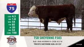 Lot #75 - TSR SHEYENNE F503