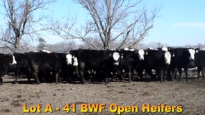 Lot #A - 41 BWF OPEN HEIFERS