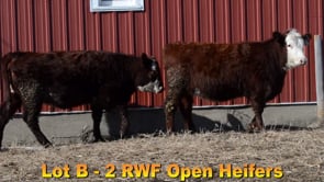 Lot #B - 2 RWF OPEN HEIFERS
