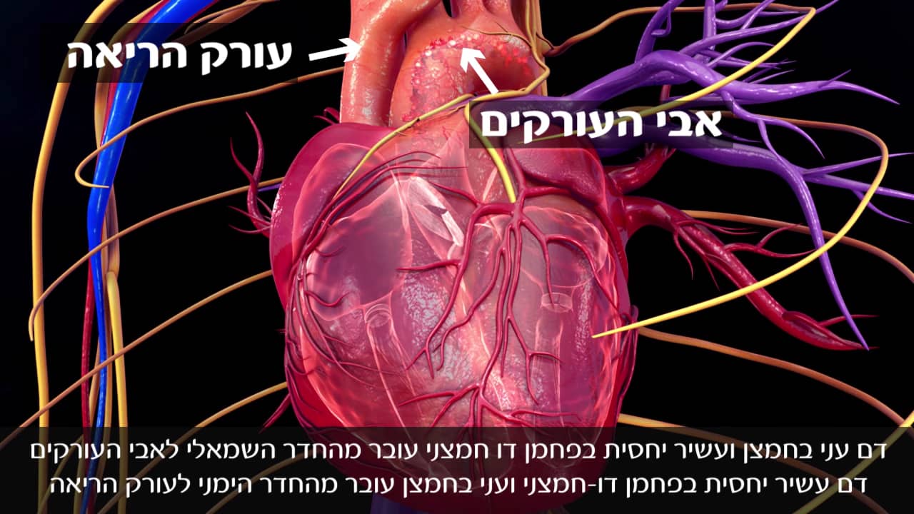 מבנה הלב ופעולתו on Vimeo