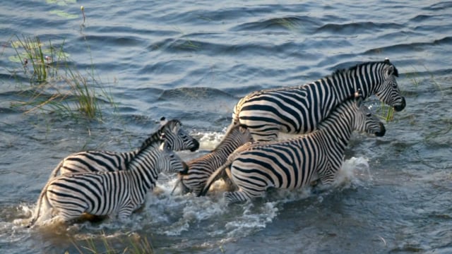 Okavango River of Dreams