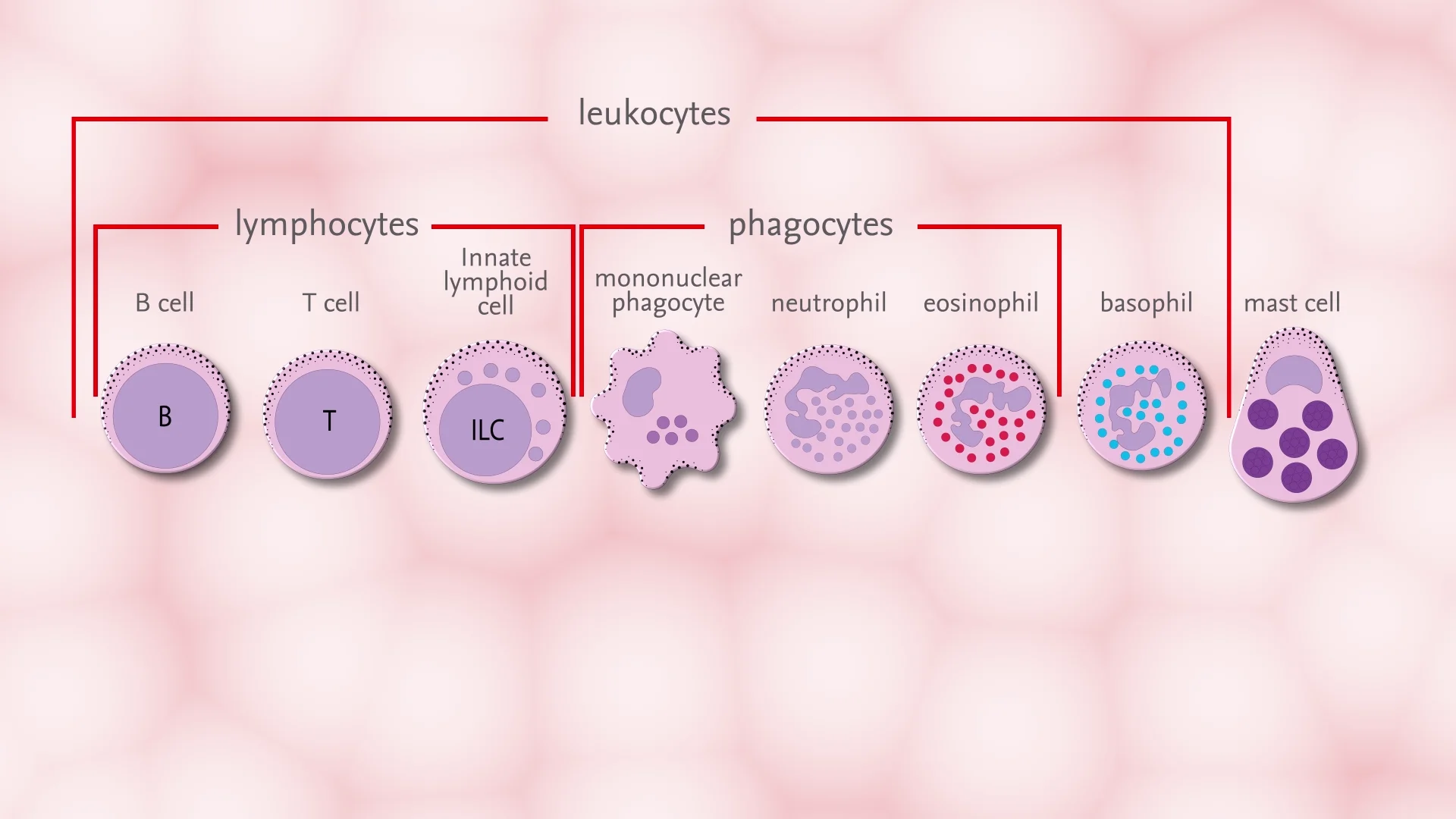 2D/3D Animation Samples - Video 1: Cells of the Immune System Full on Vimeo