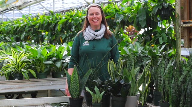 Sansevieria | How to Grow, Care for & Propagate