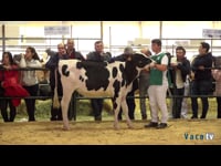 Terneras de 10 a 12 meses