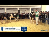 Terneras de 13 a 15 meses