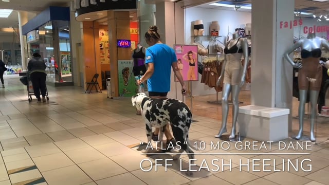 Atlas the GREAT DANE at the mall OFF LEASH!!
