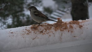 Birds in HD
