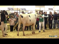 Novillas de 19 a 22 meses