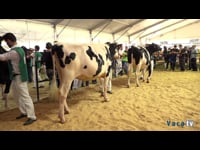 Novillas de 23 a 27 meses