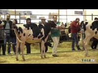 Novilla gran campeona