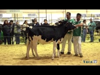 Mejor descendencia de toro