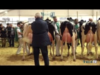 Vacas en lactación hasta los 30 meses