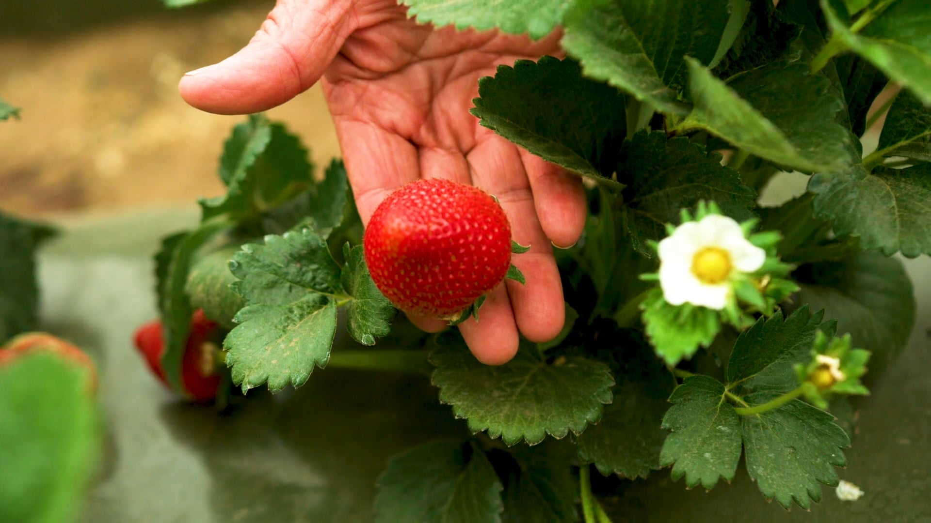 Well Pict Berries