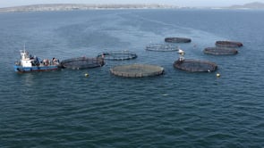 Trout Farming South Africa (Department of Agriculture, Forestry and Fisheries)