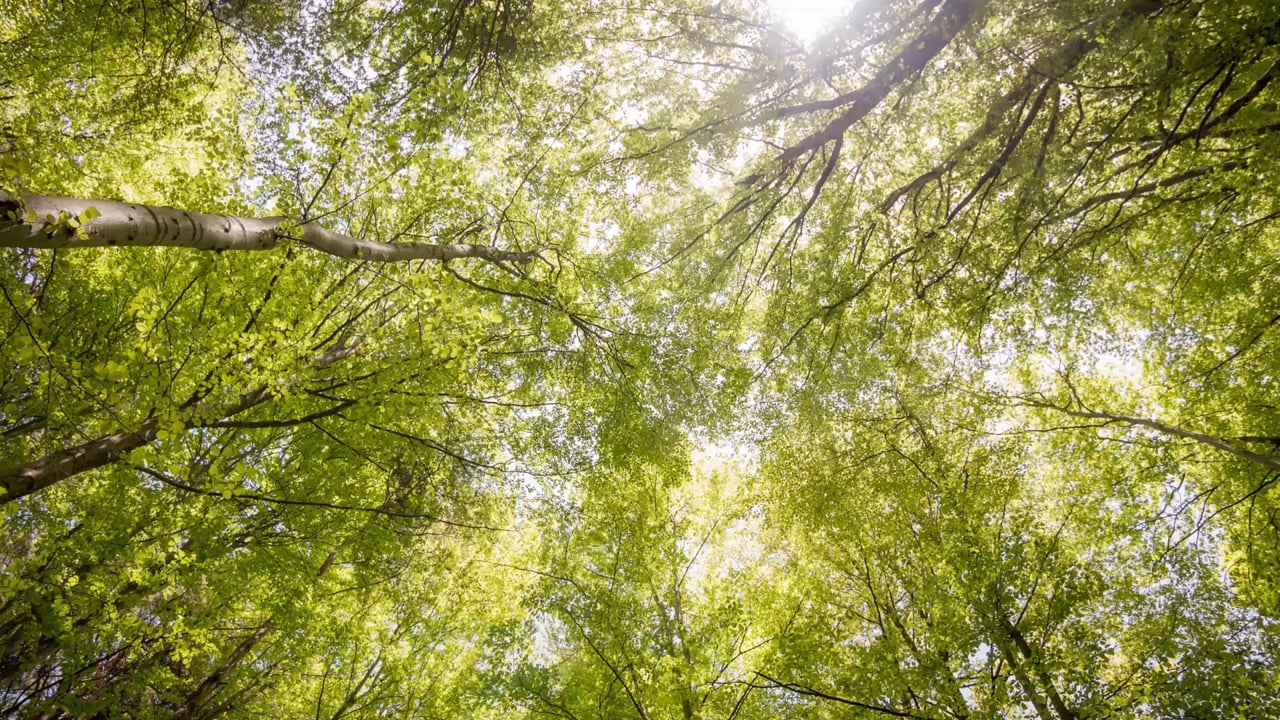 Méditation Ouvrir les portes de son jardin secret avec Sylvie Berardi (15 minutes)