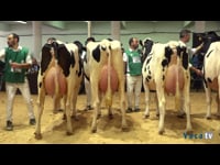 Vacas en lactación de 30 a 36 meses
