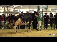 Vacas en lactación de 3 a 4 años