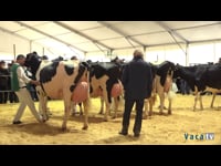 Vacas en lactación de 4 a 5 años