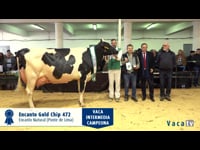Vaca intermedia campeona