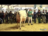 Vacas en lactación de 5 a 6 años