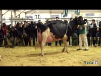 Vacas en lactación de más de 6 años