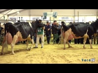 Vaca adulta campeona