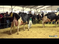 Vaca gran campeona de Trofa