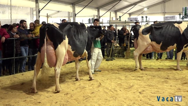 Vaca gran campeona de Trofa