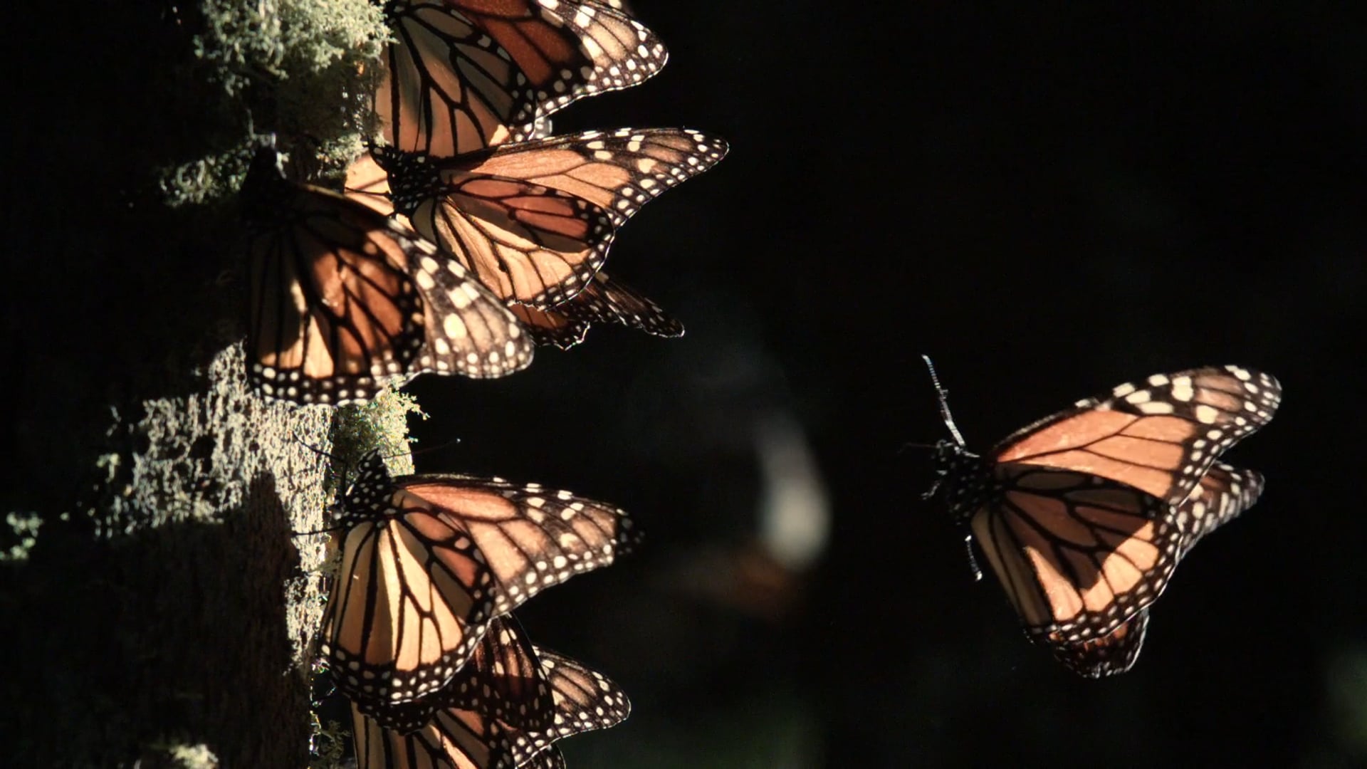 iSWOOP video showcase 2018