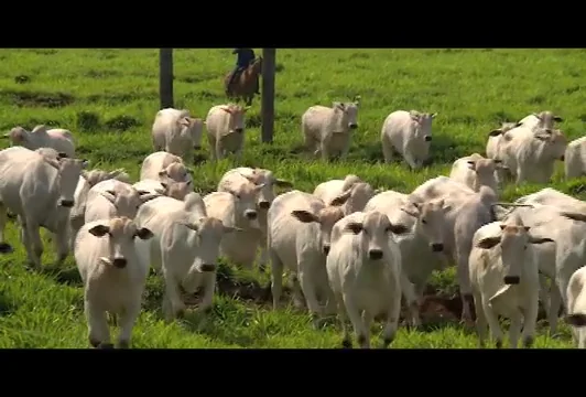 Entrevista para Lance Rural on Vimeo