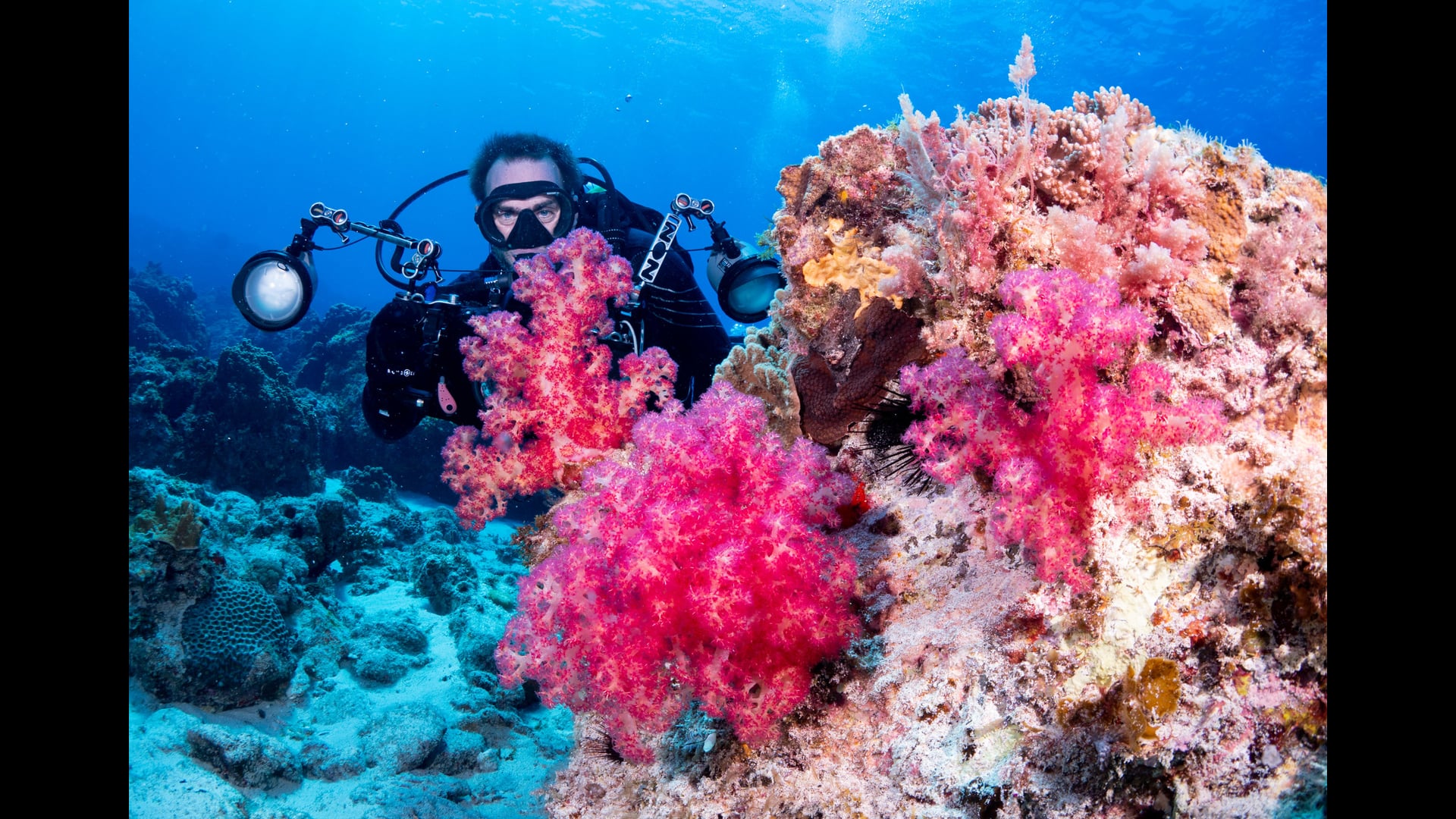 Reef Life Survey, Lord Howe Island 2020