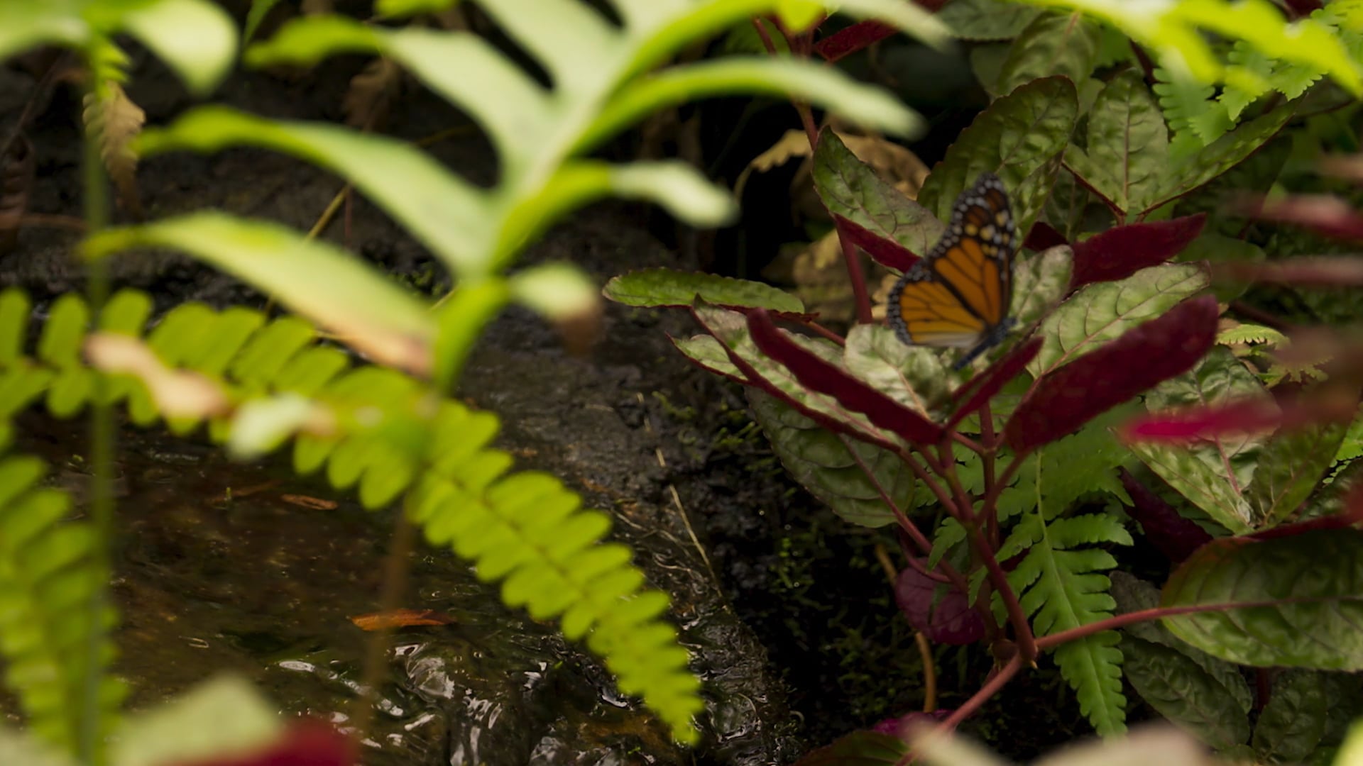 2020 Animason VFX Reel