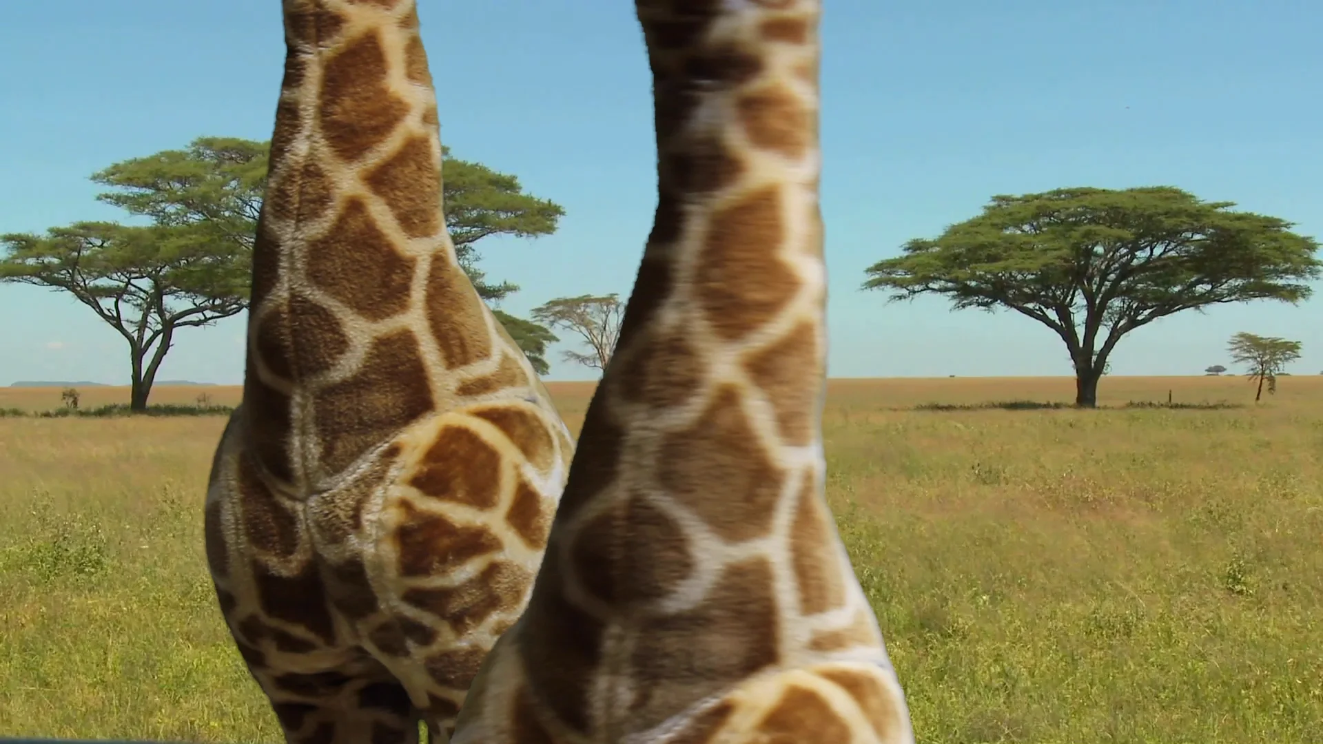 Giraffes 101 on Vimeo