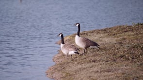 A Spring Morning at Seaton Wetlands, East Devon 13th March 2020