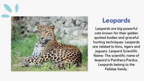 Animal videos for kids  Endangered Animals  Animal facts for kids Animal Habitats