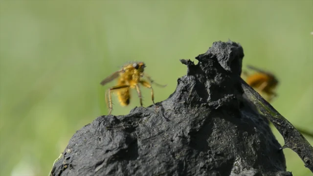 Incredibles Insect - Incredible insects | The Wildlife Trusts