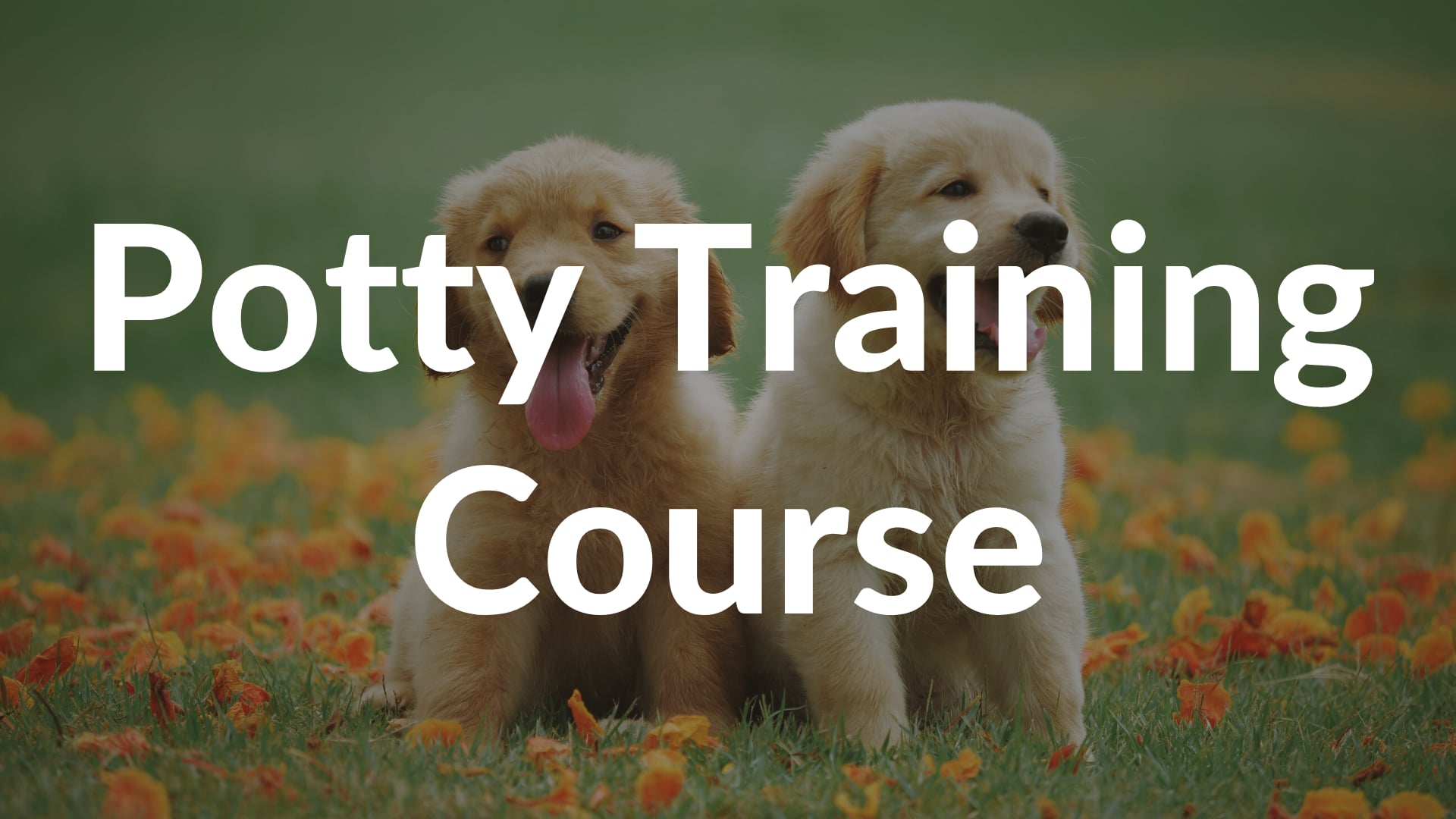 Potty training class for dogs sale