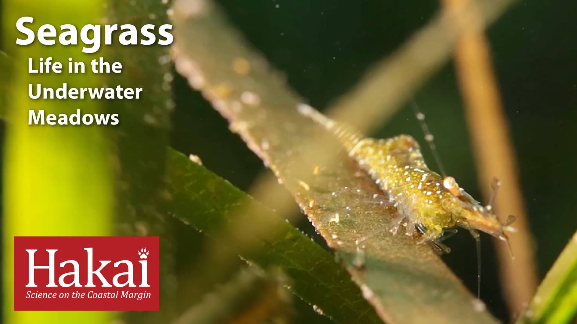 Seagrass: Life in the Underwater Meadows on Vimeo