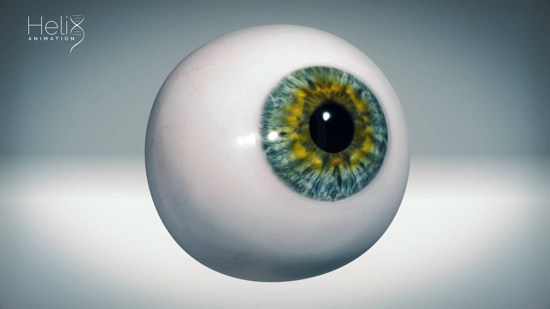 3D visualization of a Human Eye and its basic components on Vimeo