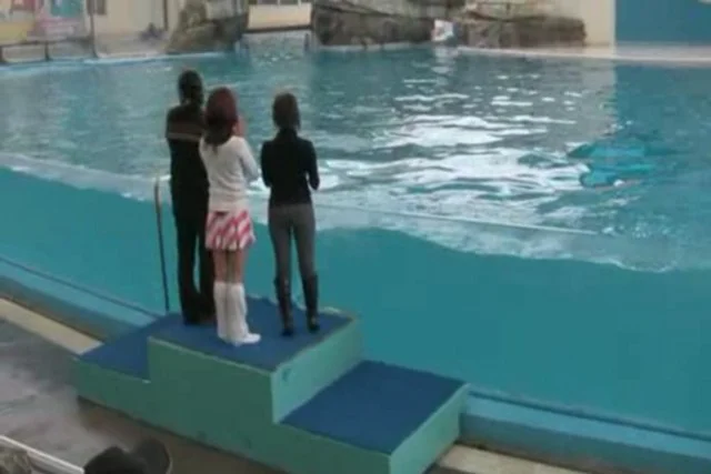 Dolphins doing maths on Vimeo