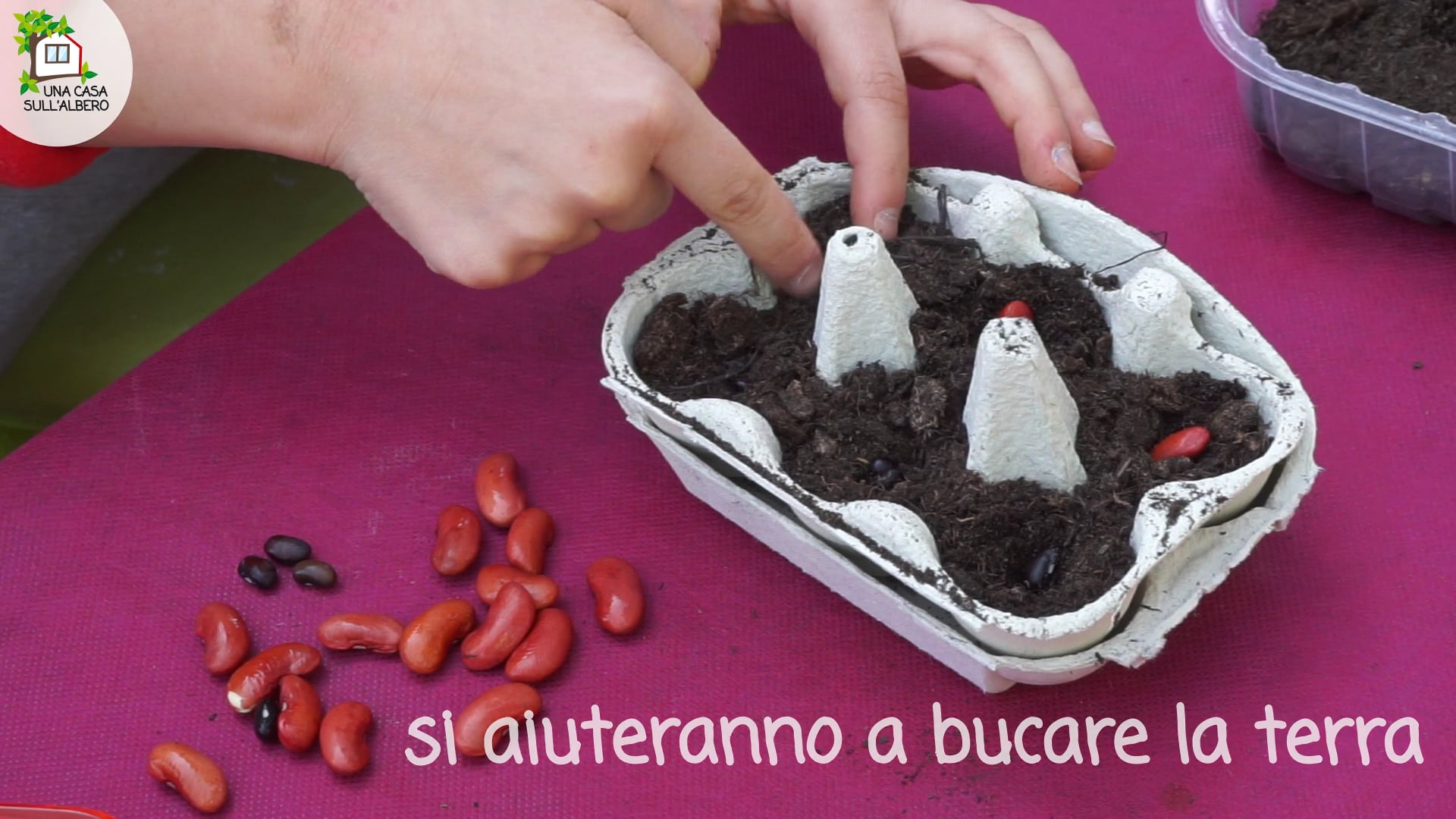 PIANTIAMOLA, semina dei fagioli, 1°puntata