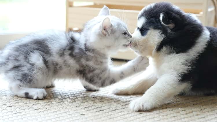 husky puppies kissing
