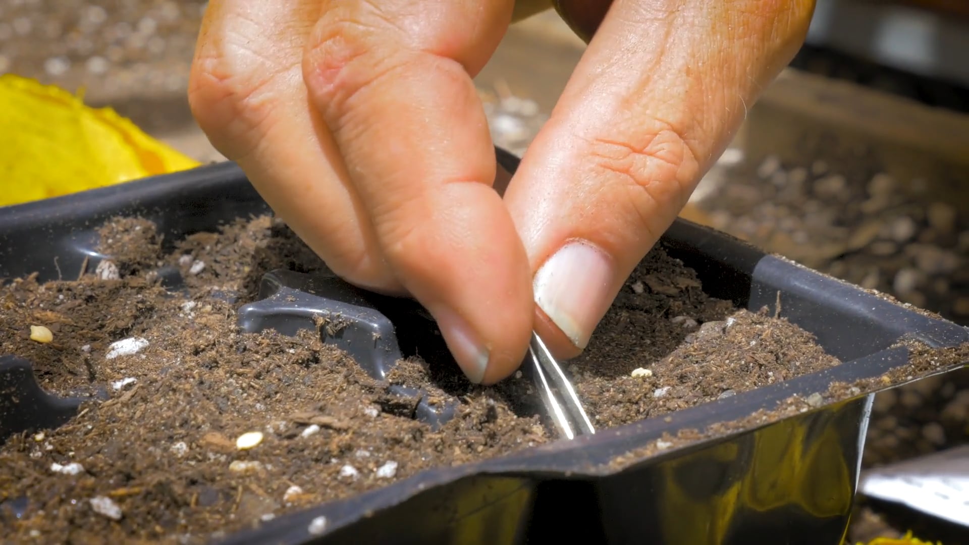 The First Thing To Plant pt.1 - w/David King