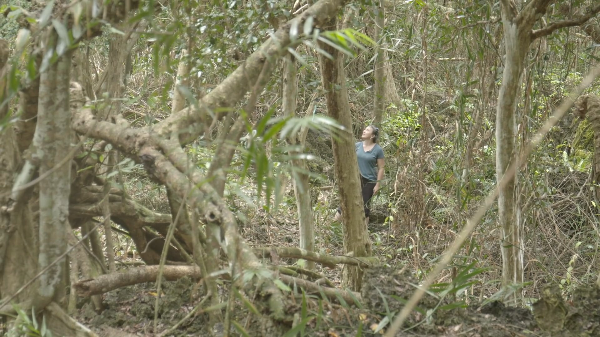 The Silent Forests  - documentary - trailer (dir. James Bateman)