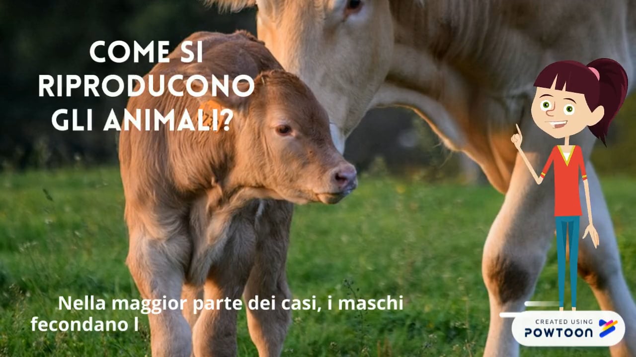 Gli animali si riproducono on Vimeo
