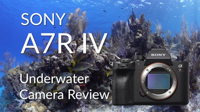 Sony A7R IV Underwater Camera Review